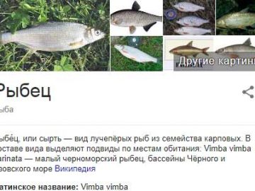 Рыба рыбец и его описание
