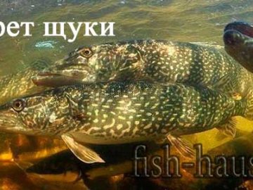 Нерест щуки