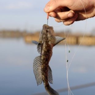 Снасти для ловли бычка на азовском море