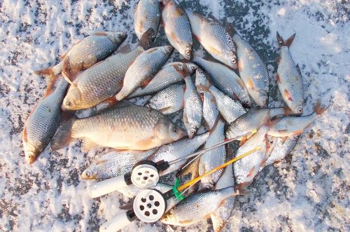 Зимняя рыбалка на Цимле