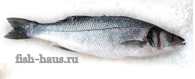 Рыба сибас фото и описание