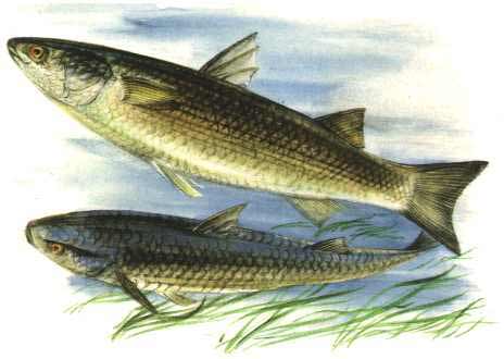 рыба кефаль фото и описание