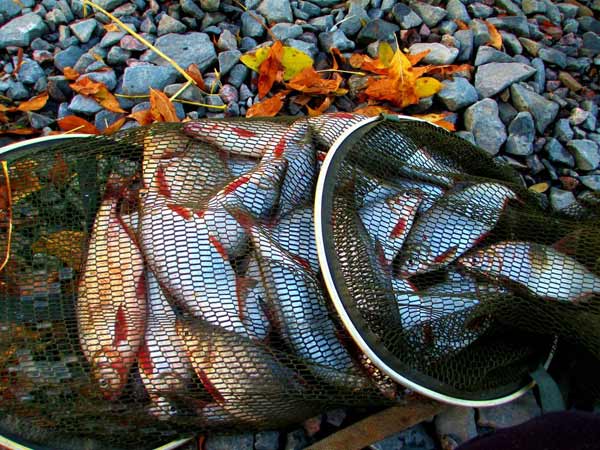 Осенний клев рыбца на кольцо с лодки