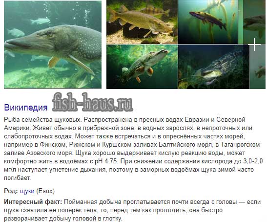 Рыба щука фото и описание