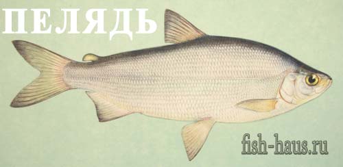 Рыба пелядь (сырок) фото и описание