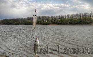 нижняя волга рыбалка на волге ловля сома