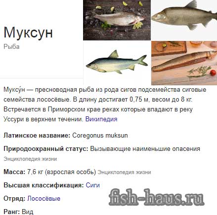 описание рыбы муксун