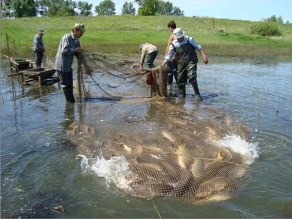 схема кормления рыбы в прудах