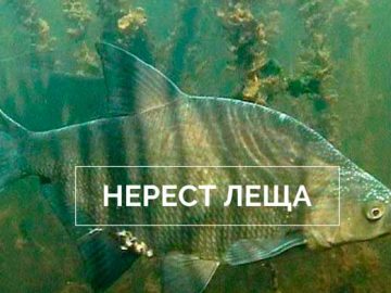Нерест леща