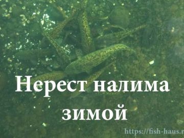 Нерест налима