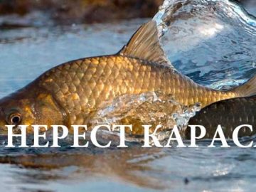 нерест карася