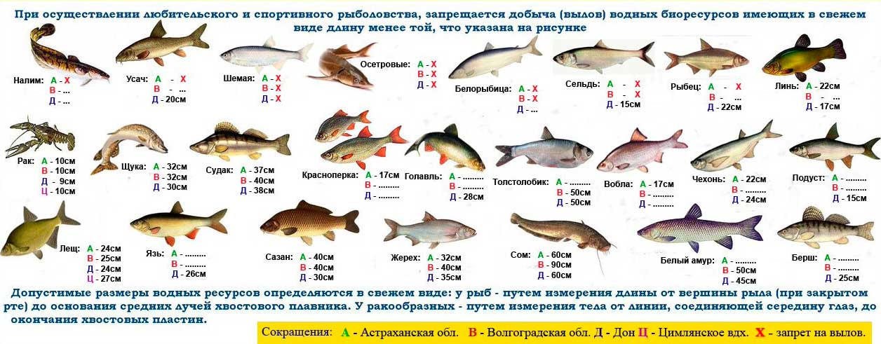 Разрешающие размеры вылова рыбы